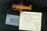 Image of Procambarus spiculifer